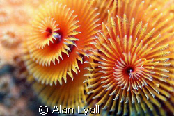 Christmas tree worm by Alan Lyall 